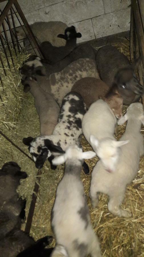 Pensiunea Agroturistica Green Odoba Sătuc Exteriör bild
