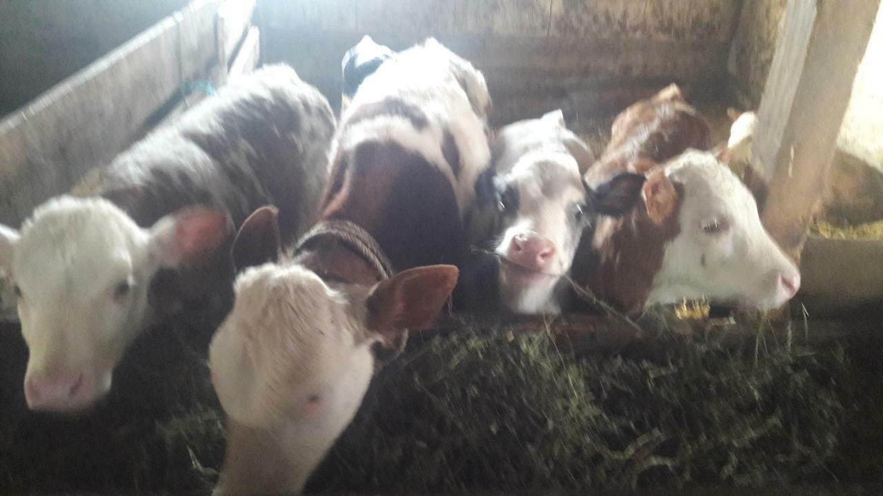 Pensiunea Agroturistica Green Odoba Sătuc Exteriör bild